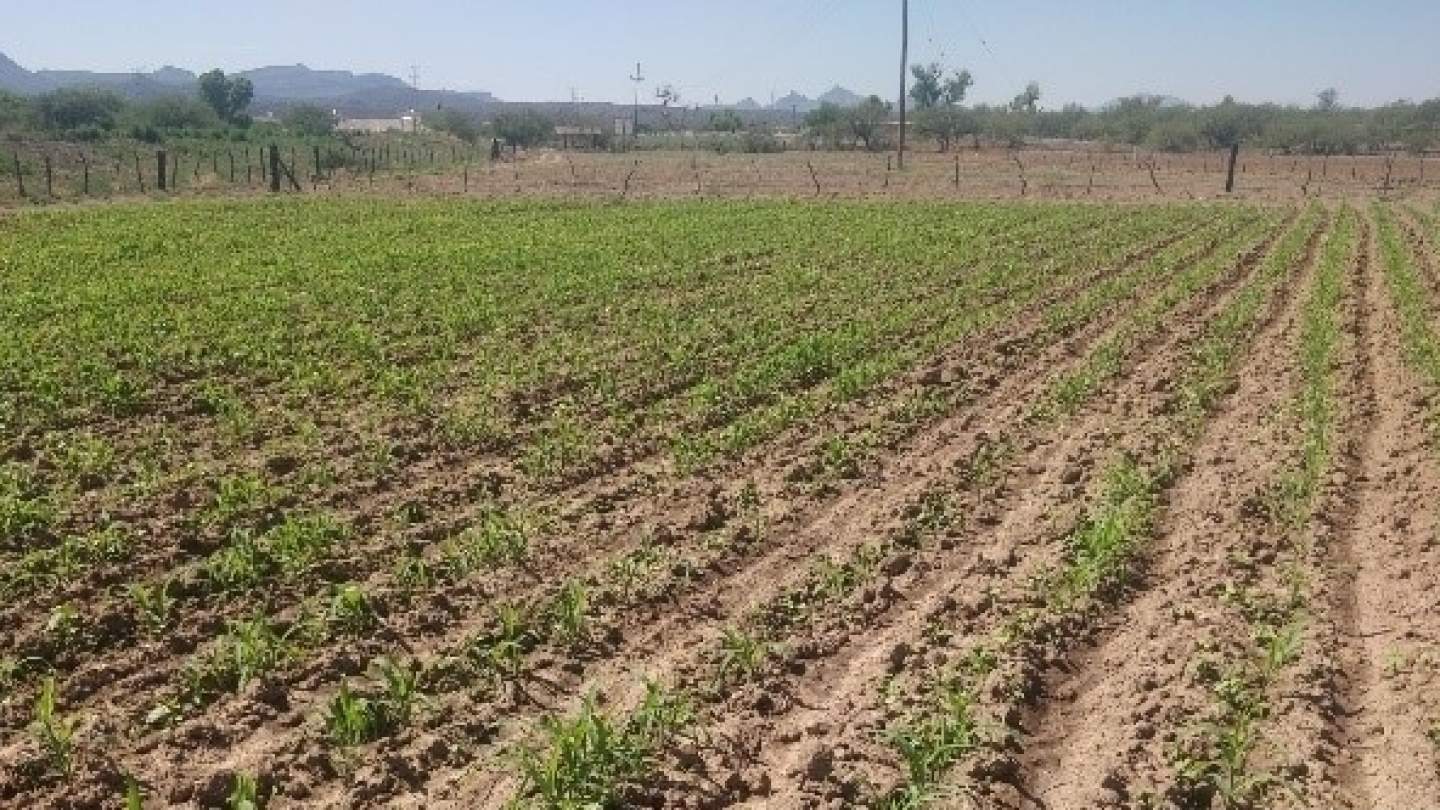 Promueve el Gobierno de Sonora la creación de huertos familiares 